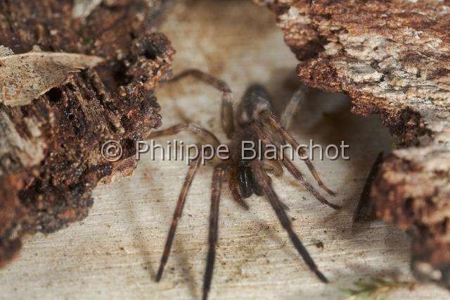 Segestriidae_5043.JPG - France, Araneae, Segestriidae, Araignée, Ségestrie (Segestria sp), Tube web spider or Cellar spider
